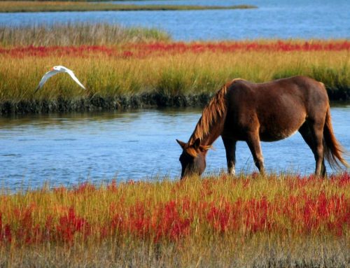 Natural attractions of Maremma